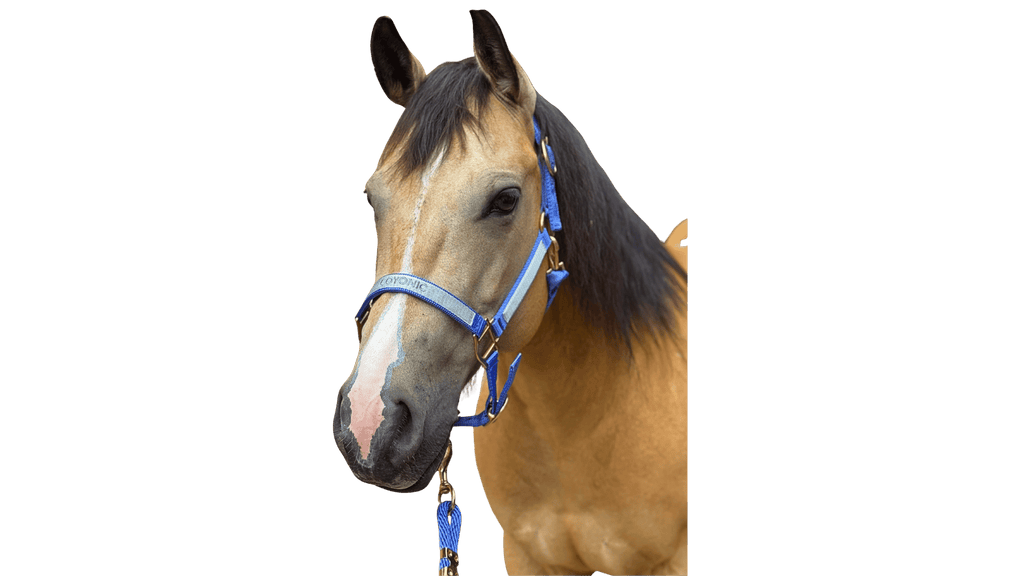 Cheval portant un licol nylon brodé Coyonic Electric Lavender violet brodé, des bandes de polo gris argenté Coyonic et une longe Coyonic de 2,50 m assortie