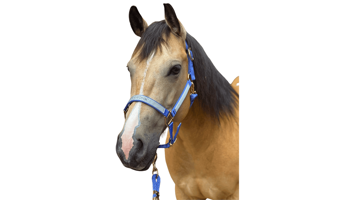 Cheval portant un licol nylon brodé Coyonic Electric Lavender violet brodé, des bandes de polo gris argenté Coyonic et une longe Coyonic de 2,50 m assortie
