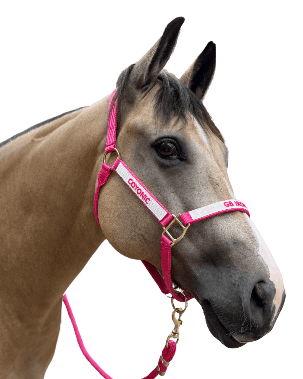 licol brodé rose fushia cheval