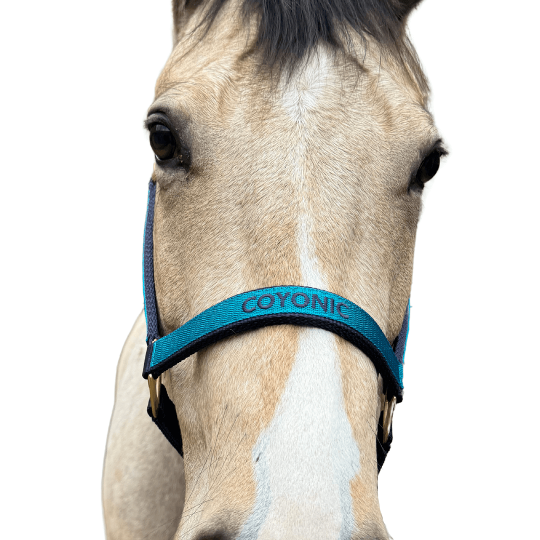 licol brodé bleu cheval