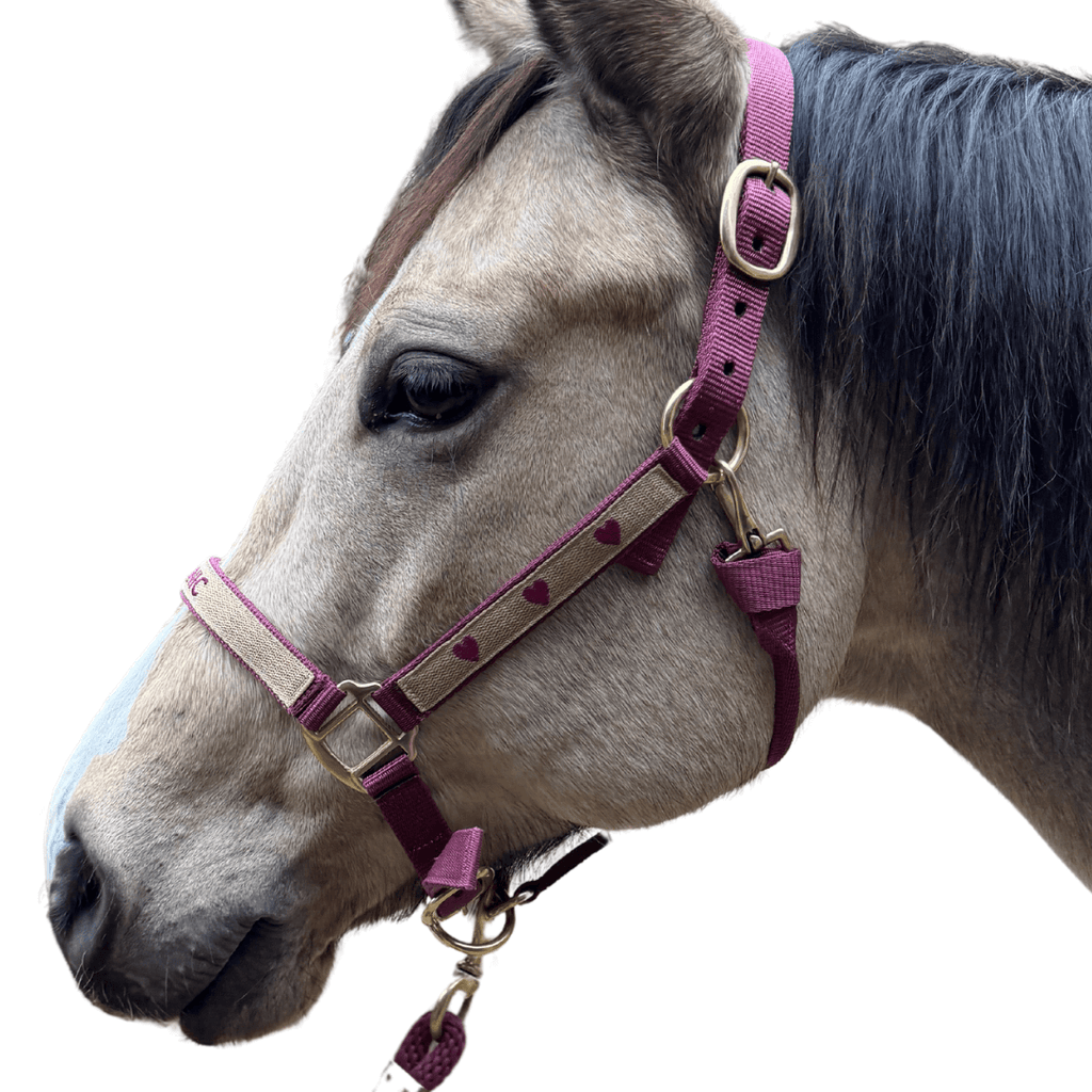 licol brodé bordeaux cheval