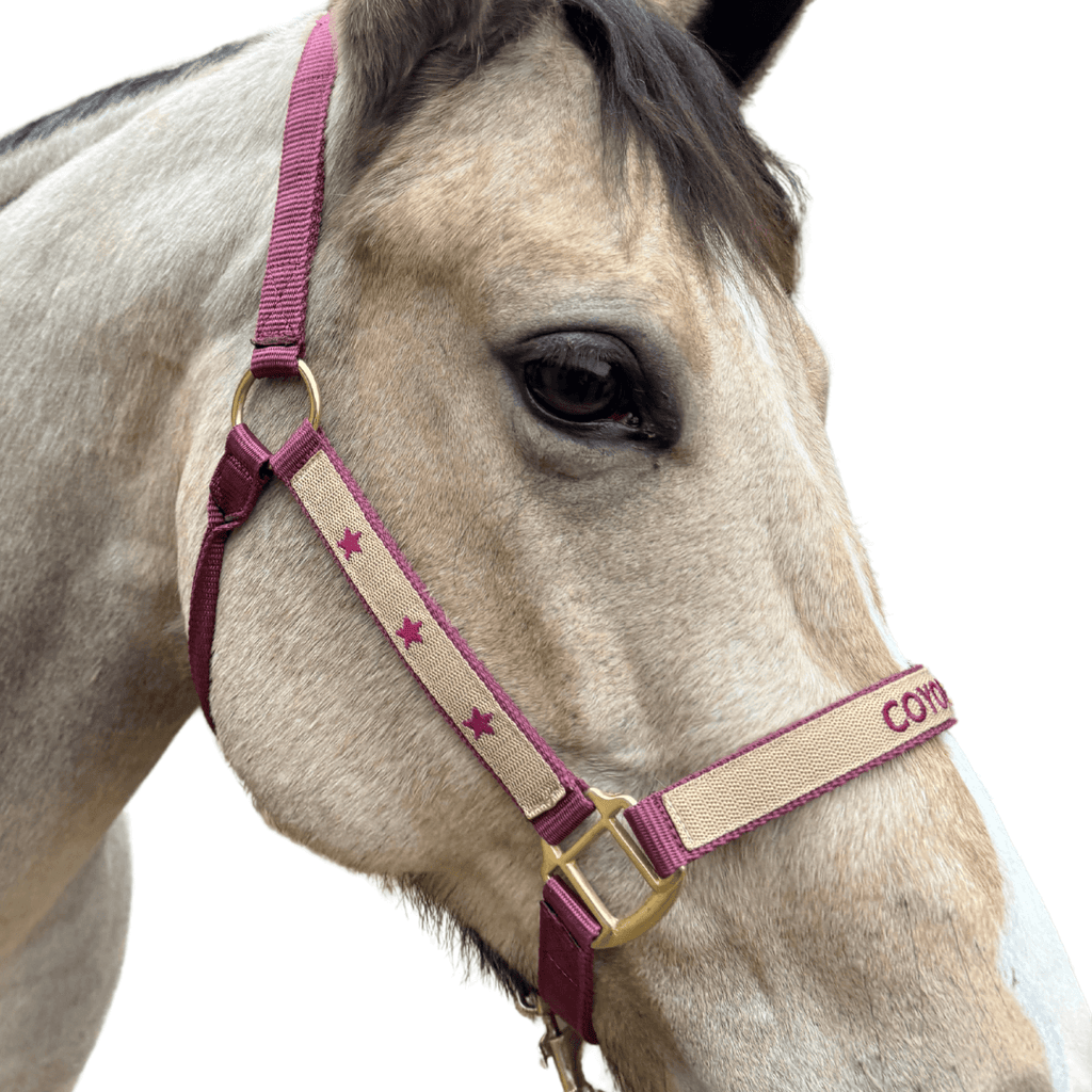 licol brodé bordeaux cheval