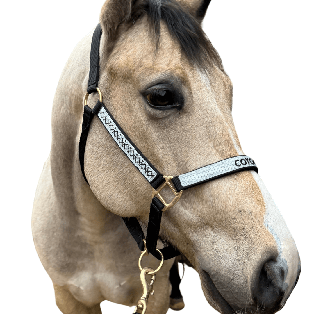 licol brodé noir cheval