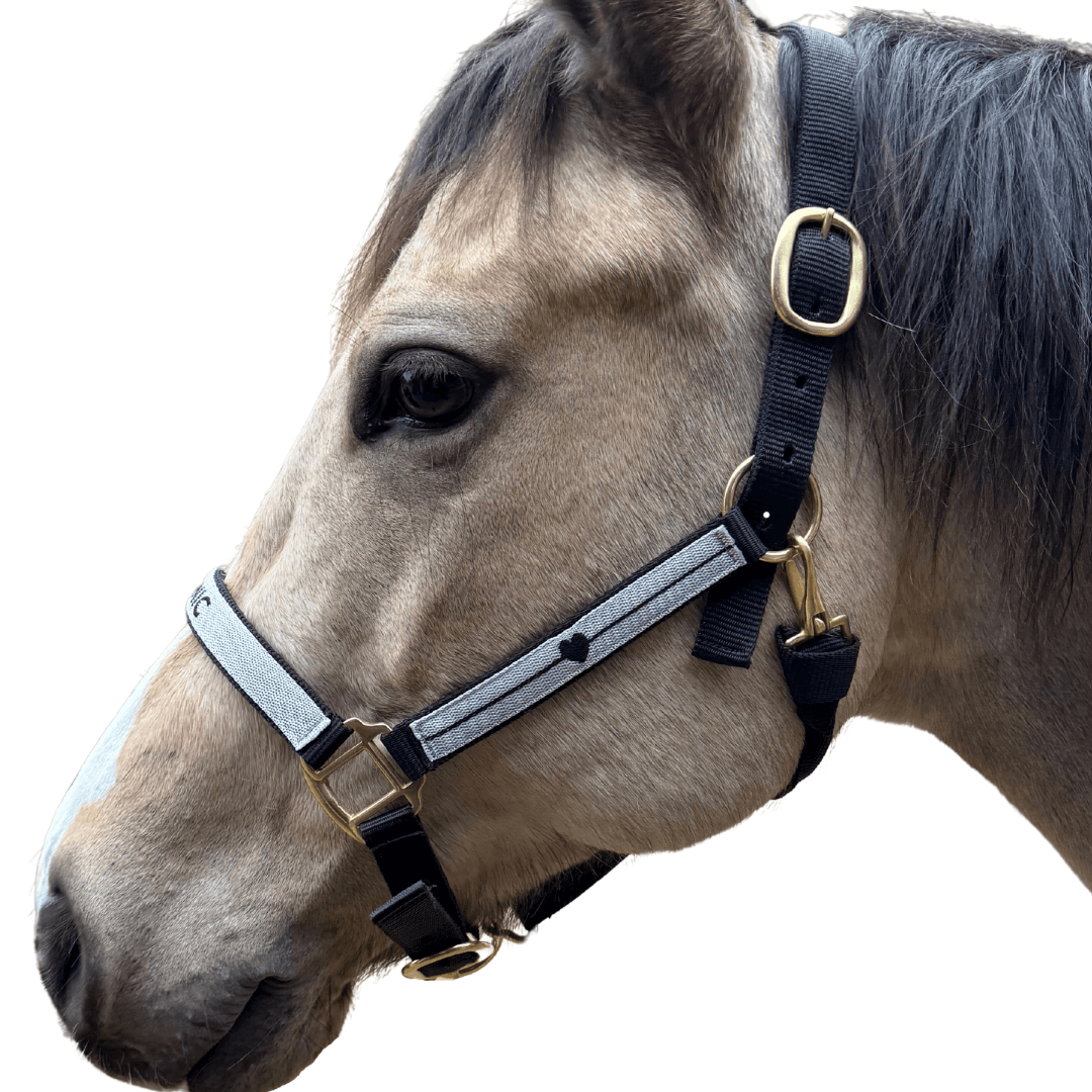 licol brodé noir cheval