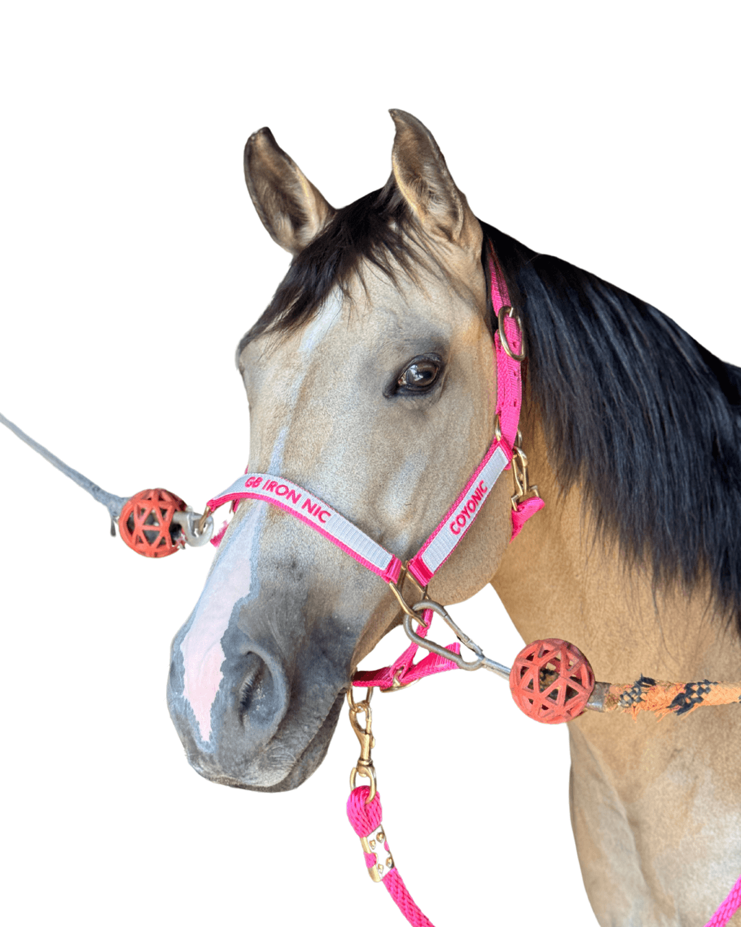 licol brodé rose fushia cheval