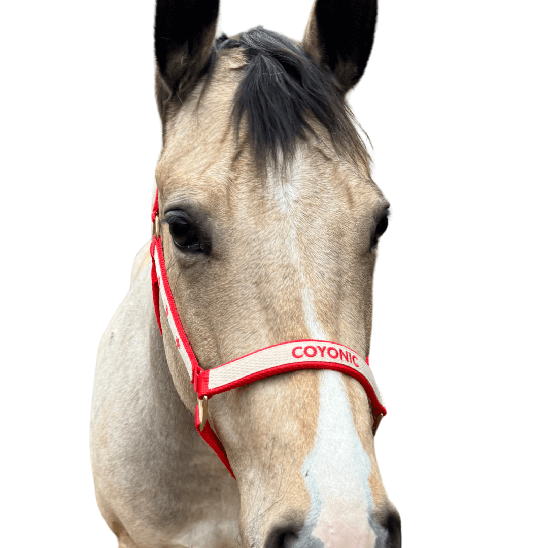 licol brodé rouge cheval