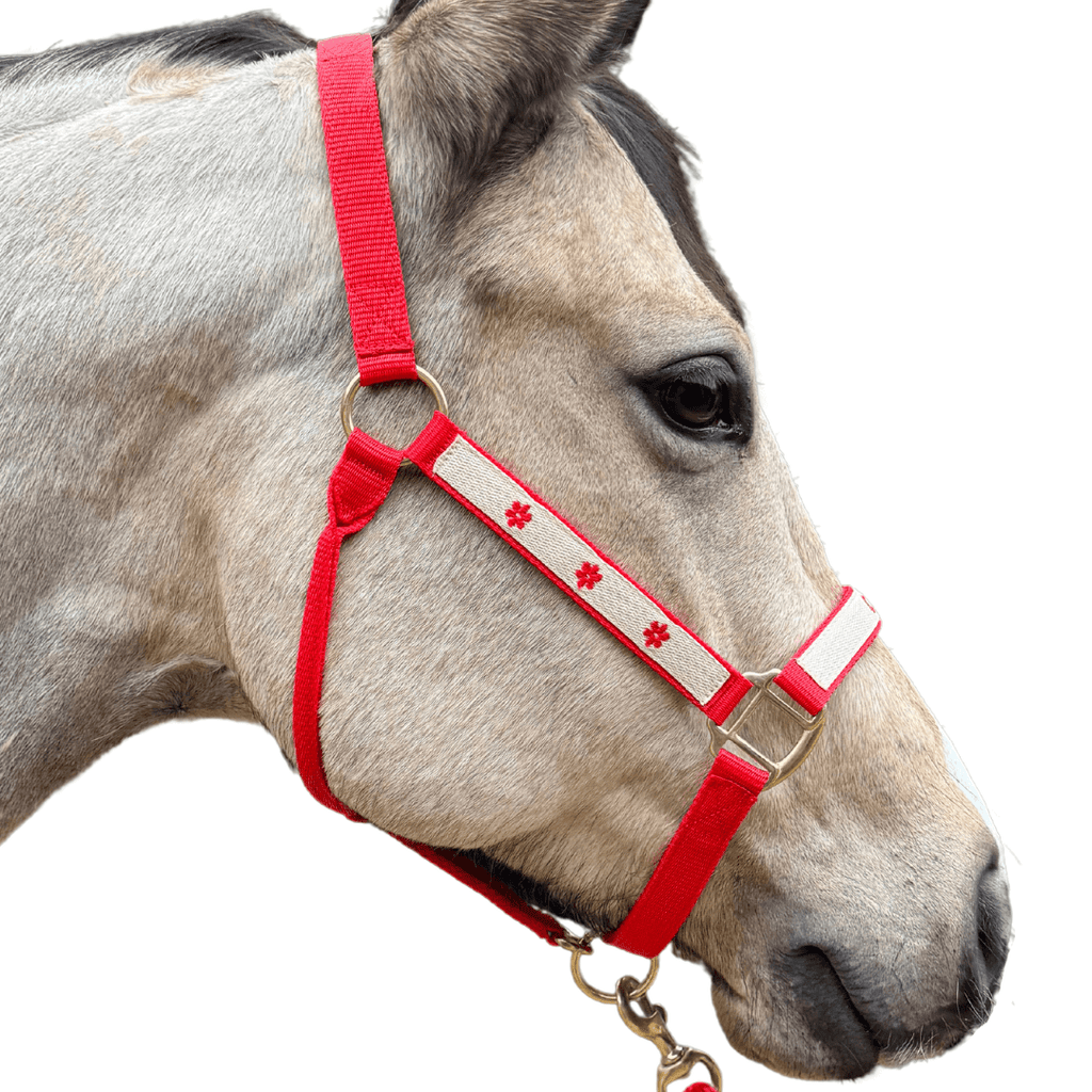 licol brodé rouge cheval
