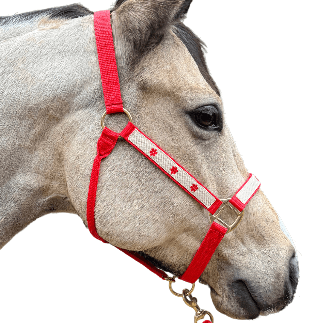 licol brodé rouge cheval
