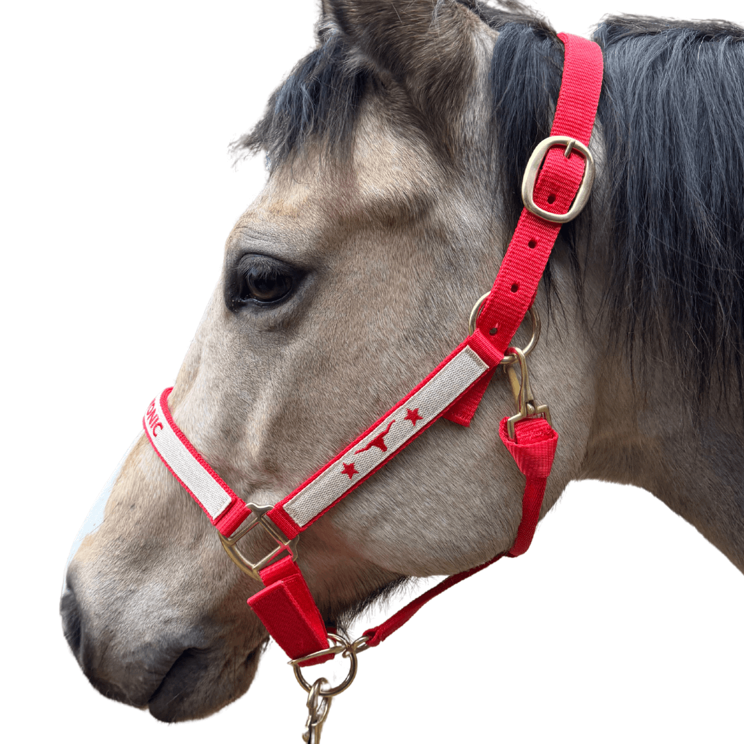 licol brodé rouge cheval
