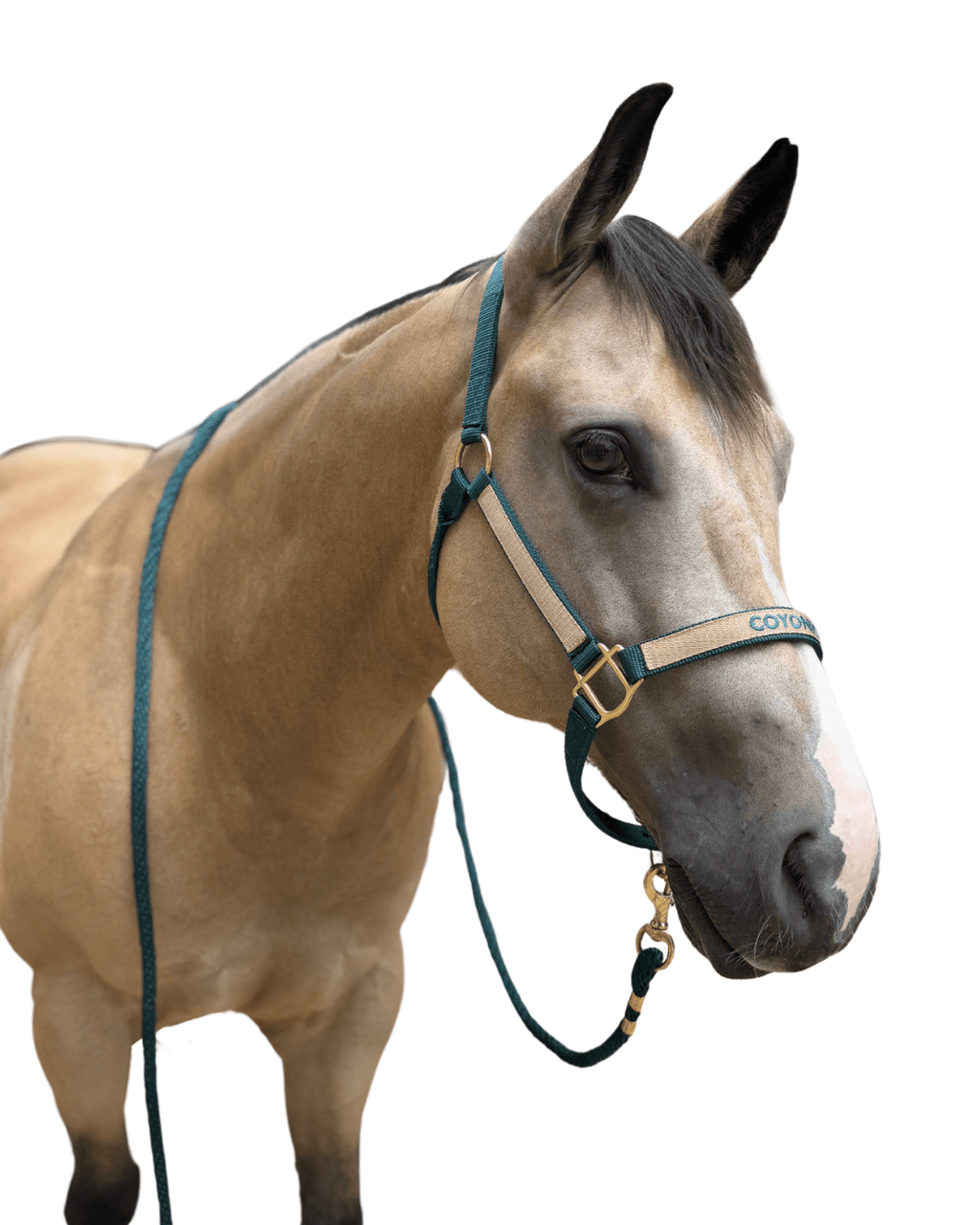 licol brodé vert sapin cheval