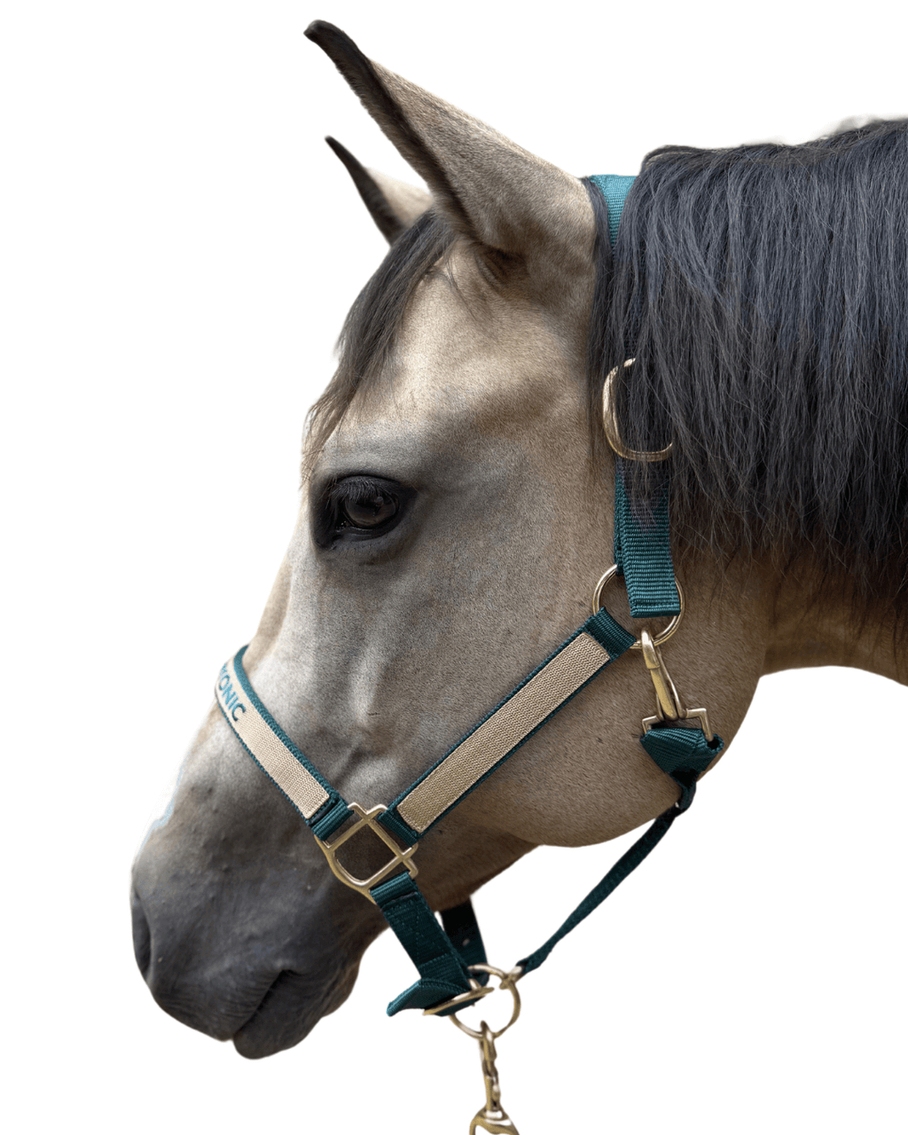 licol brodé vert sapin cheval