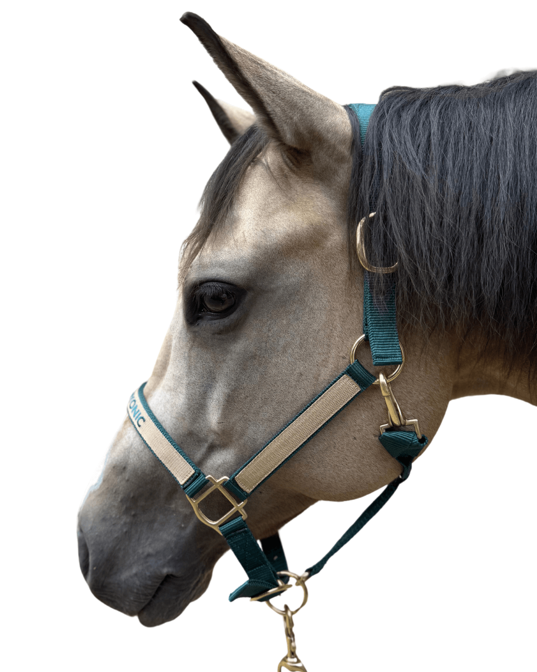 licol brodé vert sapin cheval